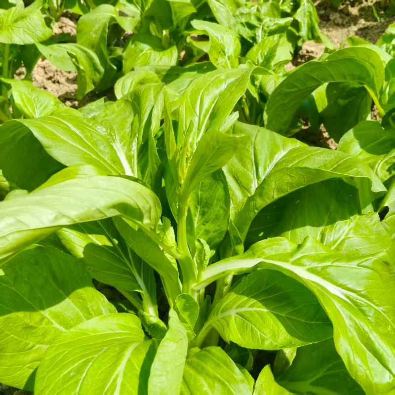 高山蔬菜|白菜薹|3斤|次日配送