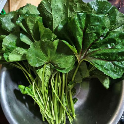 高山蔬菜|冬寒菜|0.7斤|次日配送