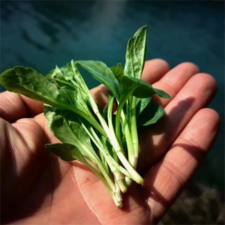 高山蔬菜|野生马兰头|0.6斤|次日配送