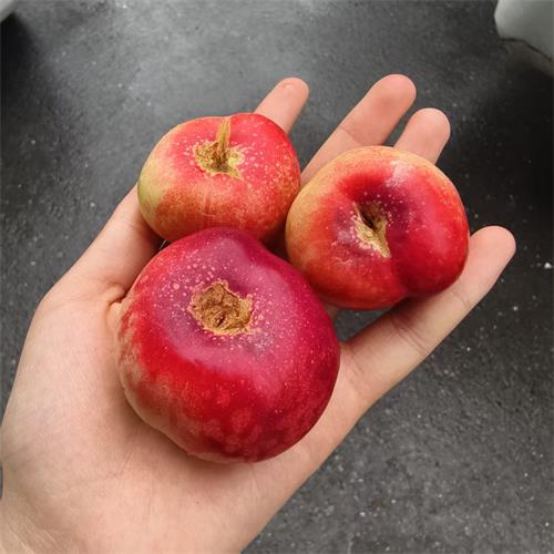 智利|油蟠桃（简装）|2.2斤|次日配送