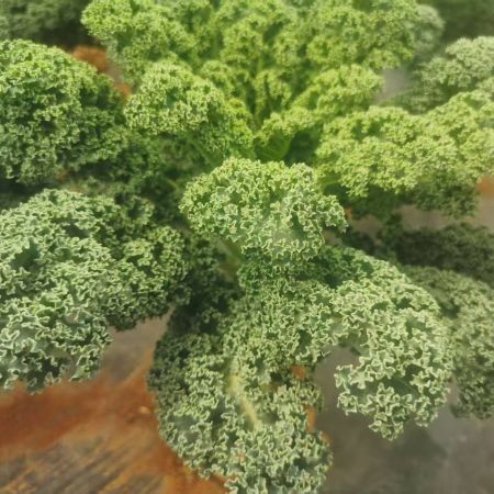 高山蔬菜|羽衣甘蓝|0.6斤|次日配送