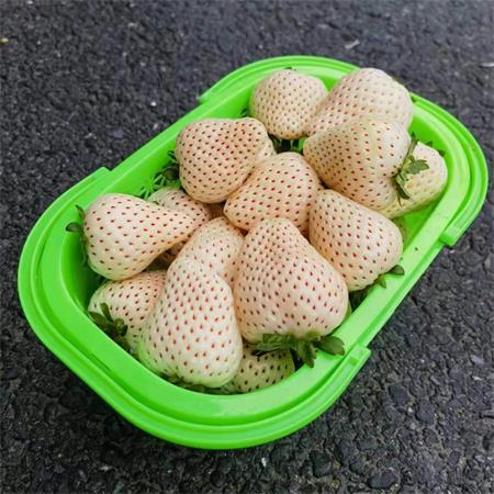 建德|白草莓大果|净重1.5斤，绿色认证|1篮|次日配送