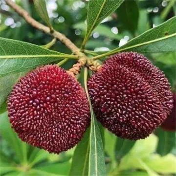 云南|浙兴东魁杨梅中小果|净重1.8斤以上|0.5筐|次日配送