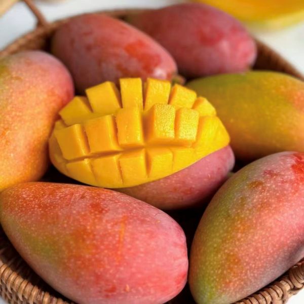 三亚|贵妃芒礼盒装|净重4±0.2斤|1箱|次日配送