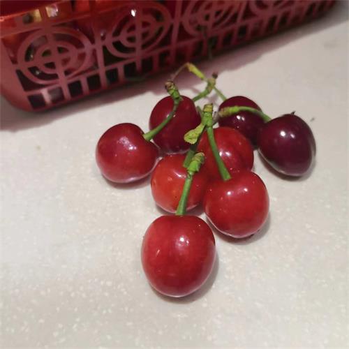 精选|高山樱珠礼盒装|风味十足的小樱桃|2斤|次日配送