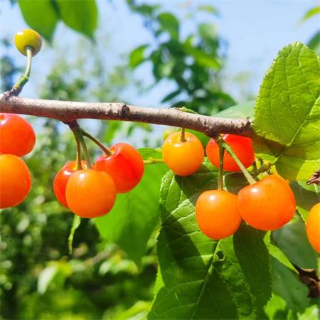 精选|短柄小樱桃|高山基地，树上熟，当天现采|1斤|4月19日配送