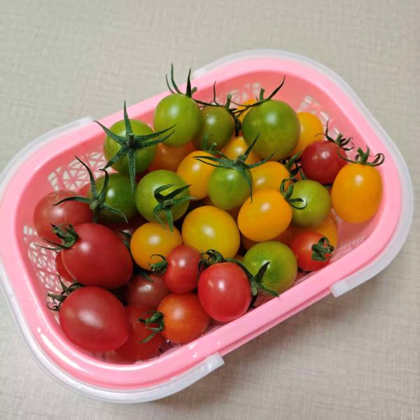 精选|混装小番茄|2斤|次日配送