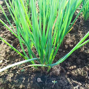 高山蔬菜|带根小葱|0.1斤|次日配送