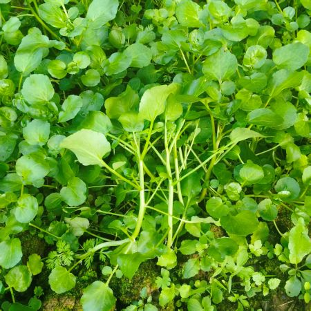 高山蔬菜|西洋菜/豆瓣菜|0.7斤|次日配送