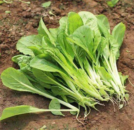高山蔬菜|小白菜|1斤|次日配送