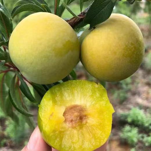 贵州|蜂糖李（简装）|2斤|次日配送