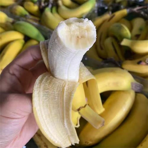 海南|空运香蕉（简装）|3斤|次日配送