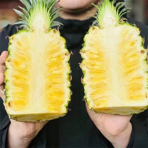 海南|冬蜜凤梨|两个|5斤|次日配送