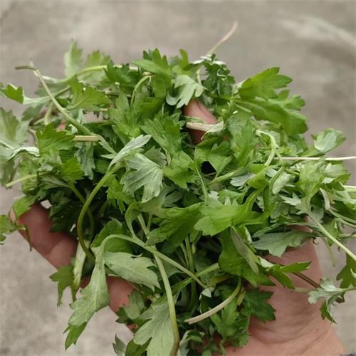 高山蔬菜|嫩艾草|1斤|次日配送