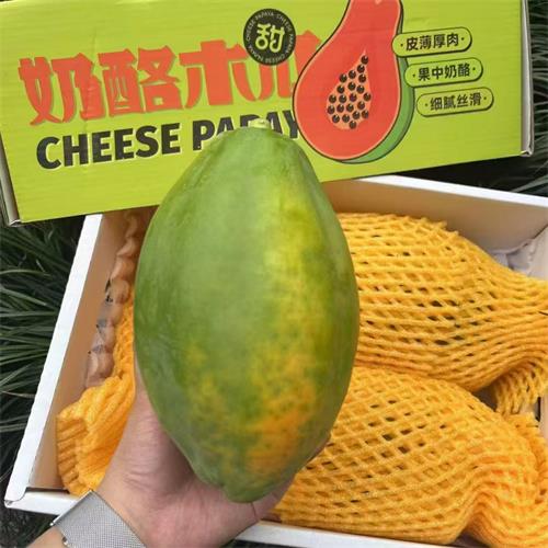 海南|冰糖木瓜|净重5斤以上|1箱|次日配送