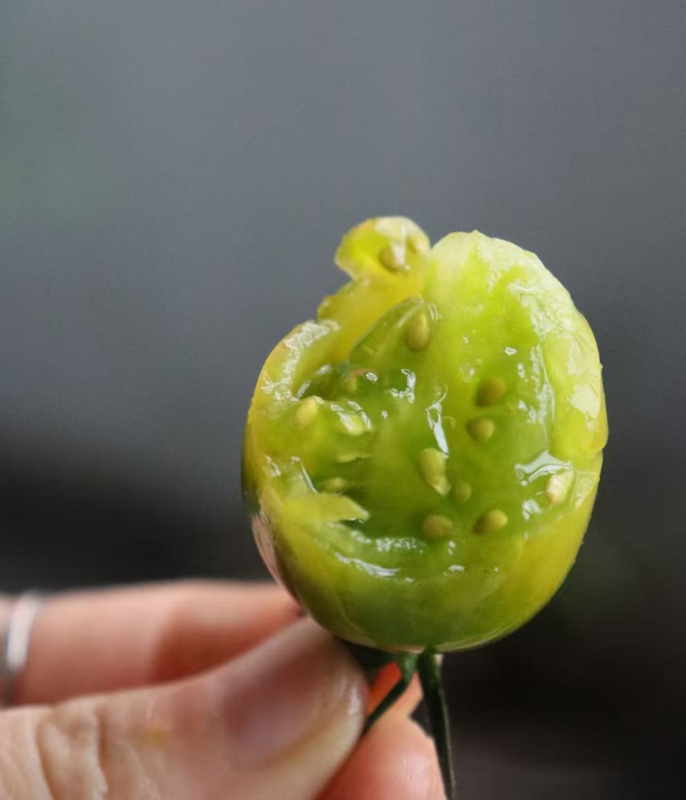 精选|青霞小番茄|1箱