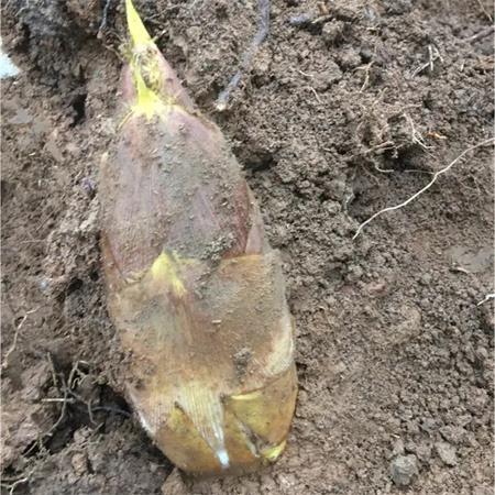 高山蔬菜|黄泥毛笋（3.5-4斤）|1支