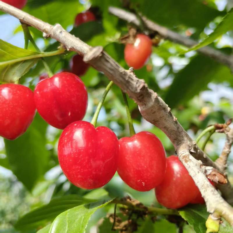 精选|红妃樱桃（简装）|2斤|次日配送