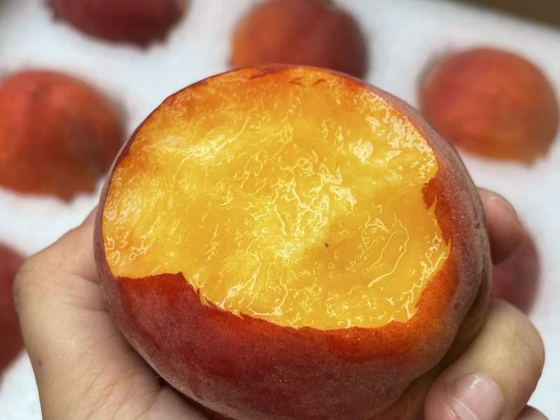 精选|大运桃｜金丝蜜礼盒装|12个装|1箱|次日配送