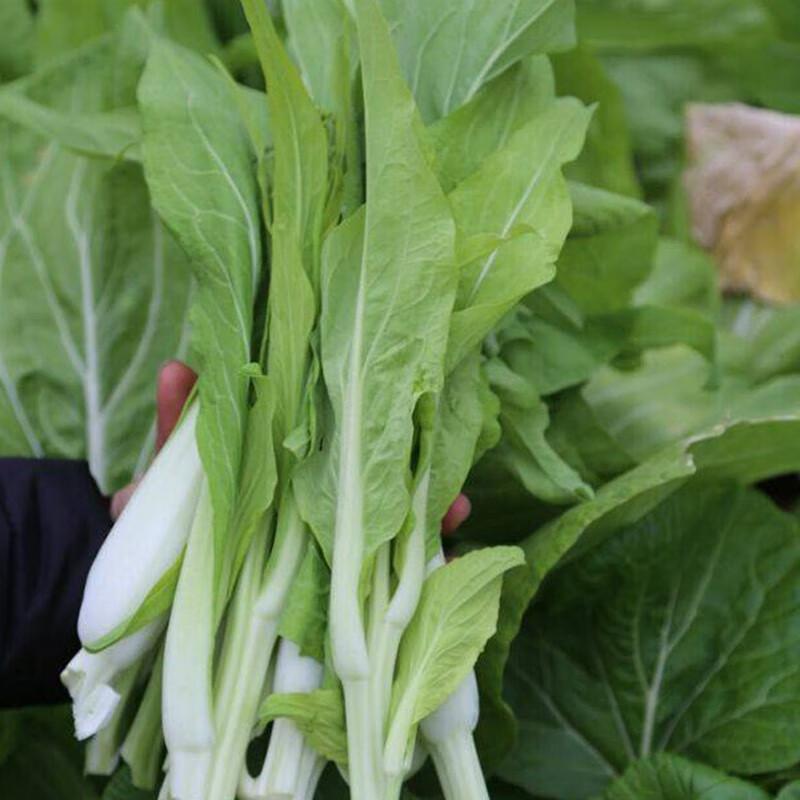 高山蔬菜|白菜薹|1斤|次日配送