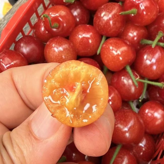 精选|红宝石小樱桃（1斤）|树上熟，当天现采|1篮|次日配送