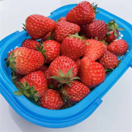 建德|红颜草莓中果|净重1.5斤|1篮|次日配送