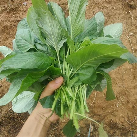 高山蔬菜|草苋菜嫩头|0.8斤|次日送