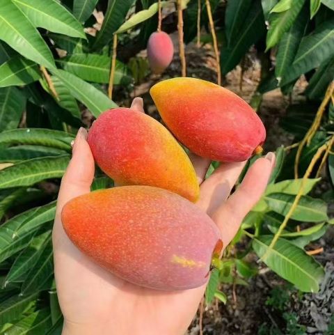 三亚|那一片贵妃芒（简装）|6/12头|3斤|次日配送