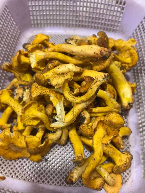 香格里拉|野生鸡油菌|2斤|48小时内顺丰直发