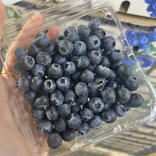 云南|12+小蓝莓|净重3斤|12小盒|次日配送