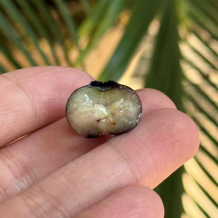 进口|比安卡蓝莓（14mm+）|125g/小盒|12小盒|次日配送