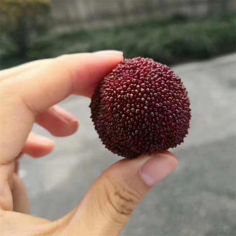 仙居|东魁杨梅(一级鲜果)|18-22g，净5.6斤以上|1箱|次日配送