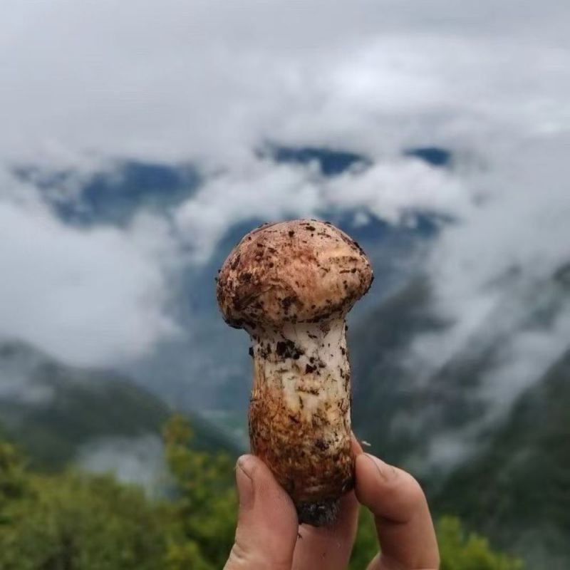 香格里拉|5-7松茸|2斤|24小时内顺丰直发