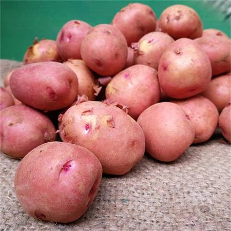 高山蔬菜|红皮土豆|2斤|次日配送