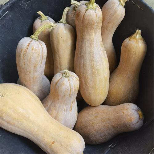 诸暨|农家老南瓜（7.5-8斤）|1个