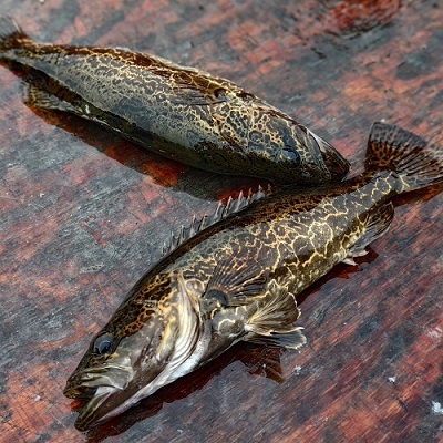 千岛湖|野生鳜鱼（活重0.85斤左右）|宰杀好|1条|次日配送