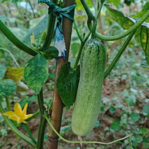 高山蔬菜|水果短黄瓜|2斤|次日配送