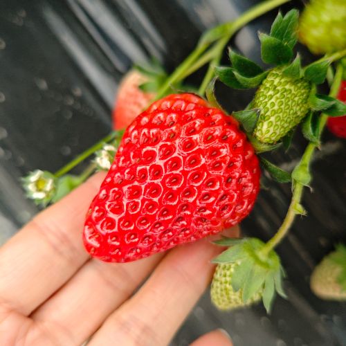 精选|有机草莓（红颜中果）|12～17g，净重1.5斤|1篮|次日配送