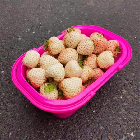 建德|白草莓中小果|1.5斤，绿色认证|1篮|次日配送