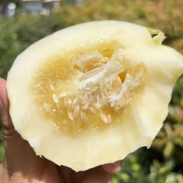 熙甜|冰糖脆甜瓜|10/12头|1盒|次日配送