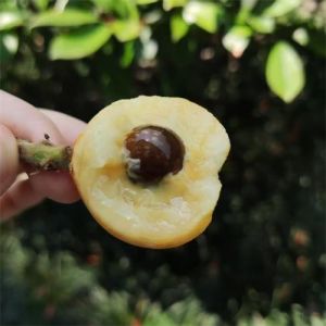 塘栖|硬条白沙枇杷|净重约3斤，网套保护|1箱|次日配送