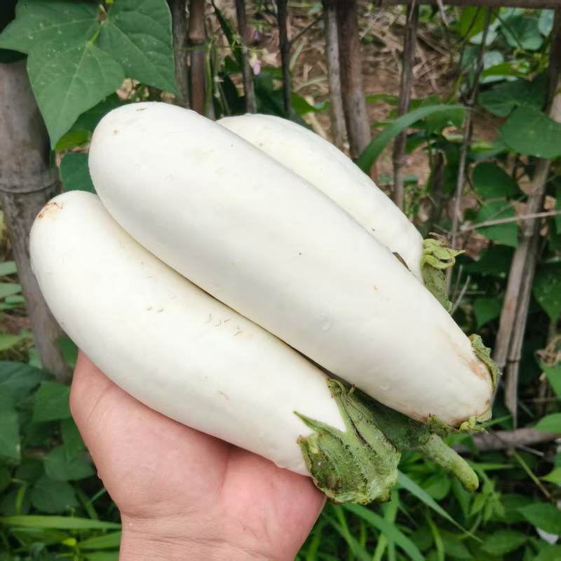 高山蔬菜|白茄子|1斤|次日配送