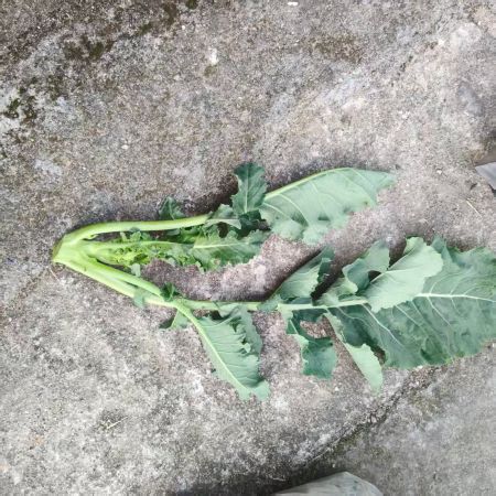 精选|甜杆西兰苔嫩头|0.6斤|次日配送