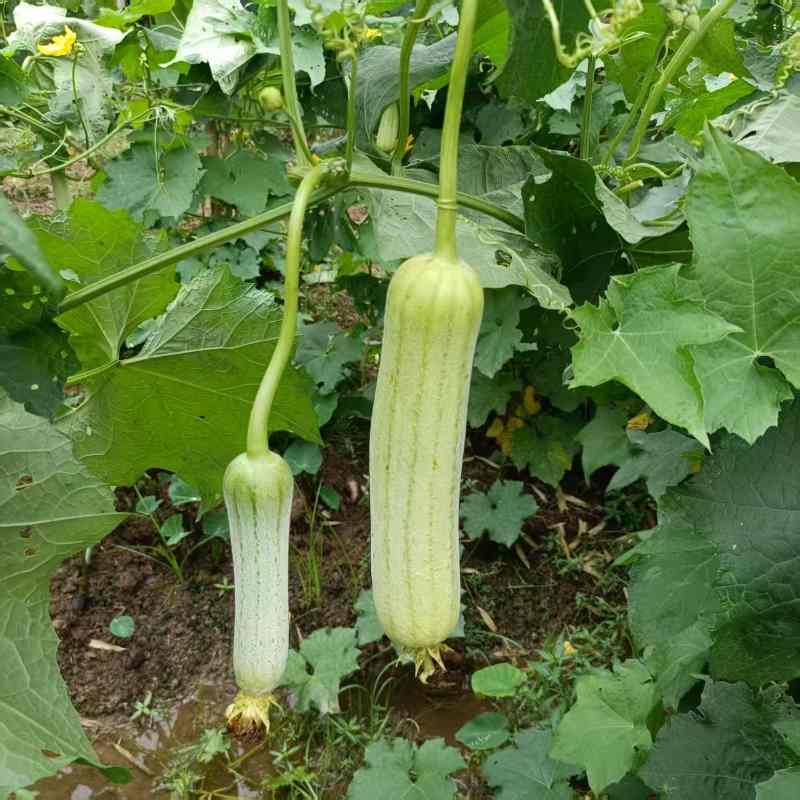 高山蔬菜|白玉丝瓜|偏差2两以内|1.2斤|次日配送