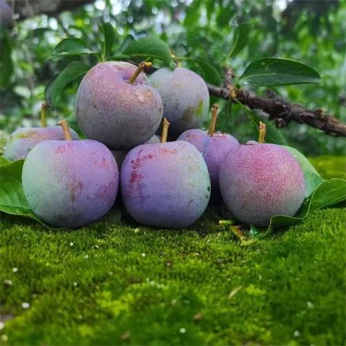 精选|青红脆李（简装）|3斤|次日配送