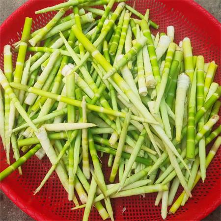 高山蔬菜|剥壳野笋肉（生）|0.8斤|次日配送