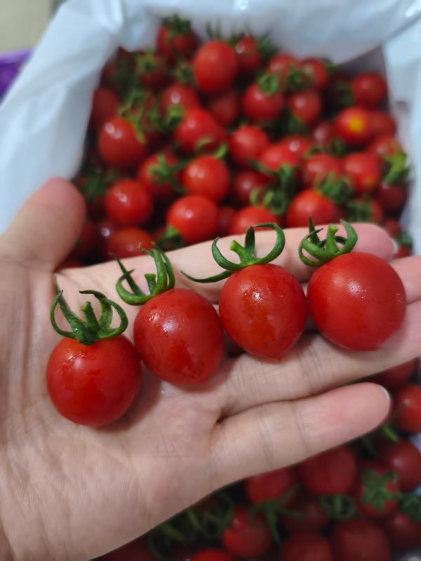 精选|千禧小番茄|净重约1.5斤|0.5箱|次日配送