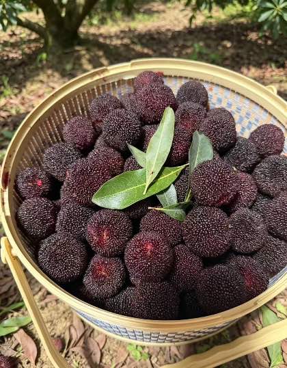 精选|马涧杨梅中大果（3斤）|炭梅品种|1篮|次日配送