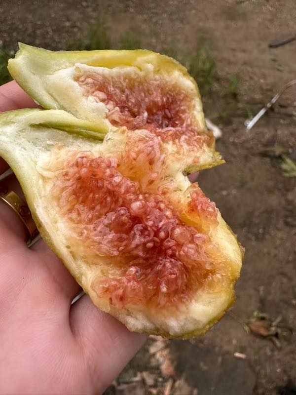 精选|树上熟无花果|2斤装|1篮