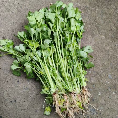 高山蔬菜|黄心土芹菜|0.8斤|次日配送